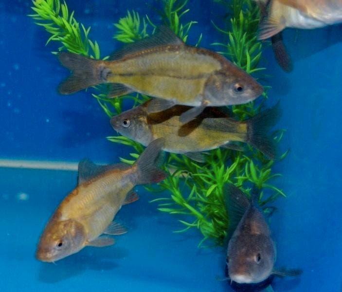 Steur. winde, graskarpers zeelt, shubinkin, spiegelkarper., Overige soorten