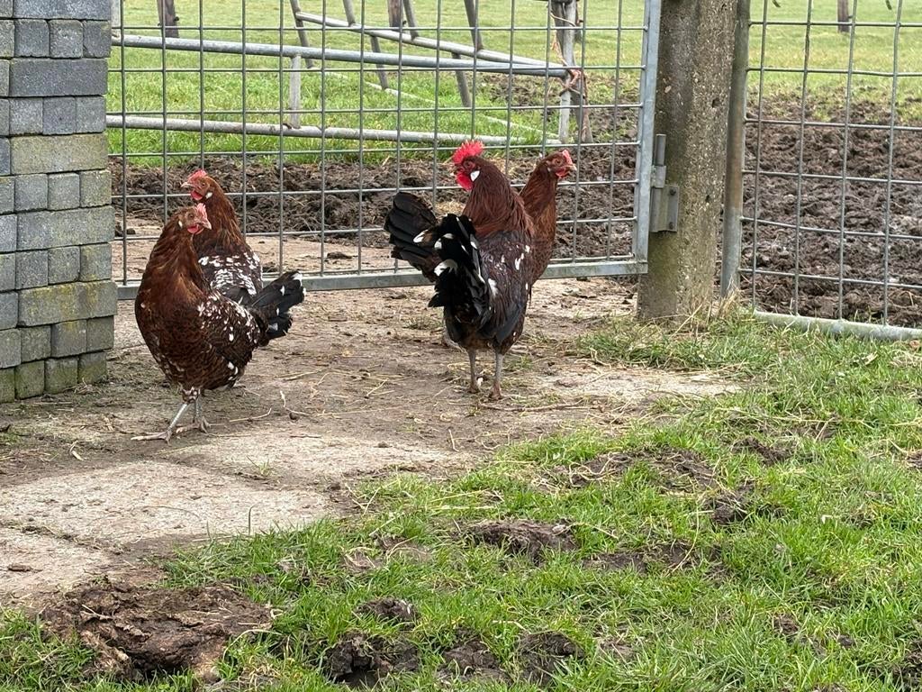 Zeldzaam Friesrood haantje 3 maanden oud, Dieren en Toebehoren, Pluimvee, Mannelijk, Kip