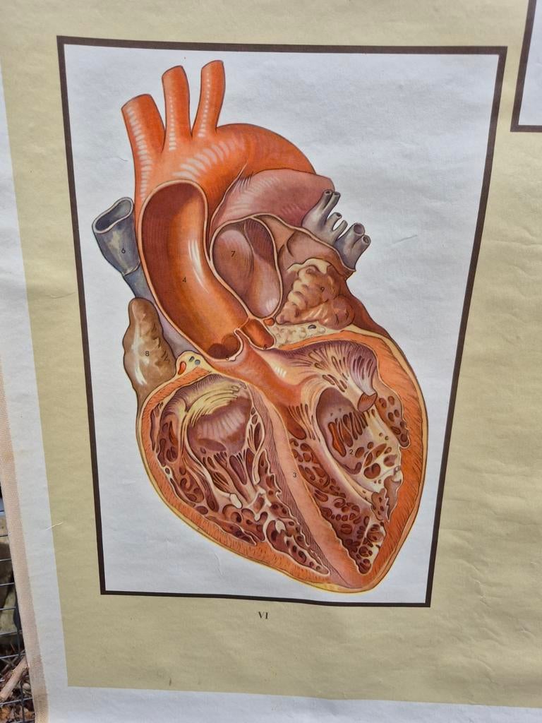 Oude school poster, Ophalen of Verzenden