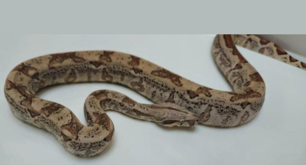 Boa constrictor imperator Boa Constrictor - female for sale from Jacco