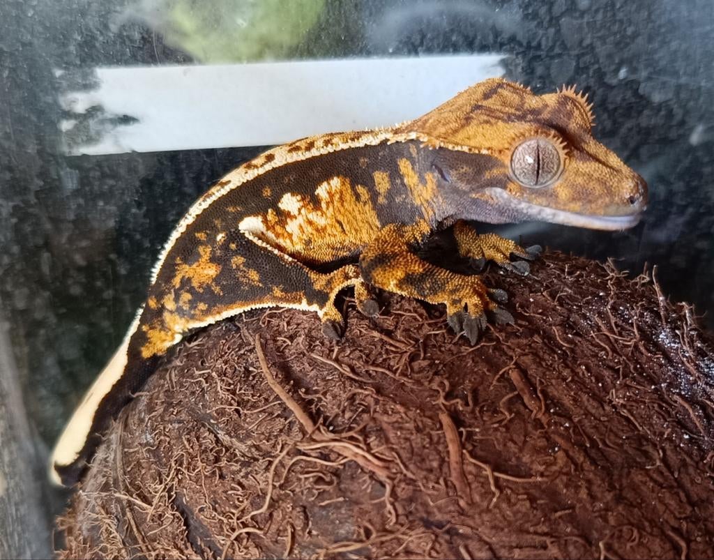 Wimpergekko'tje tricolor met lineage Crested Gecko - male for sale from Sabrina