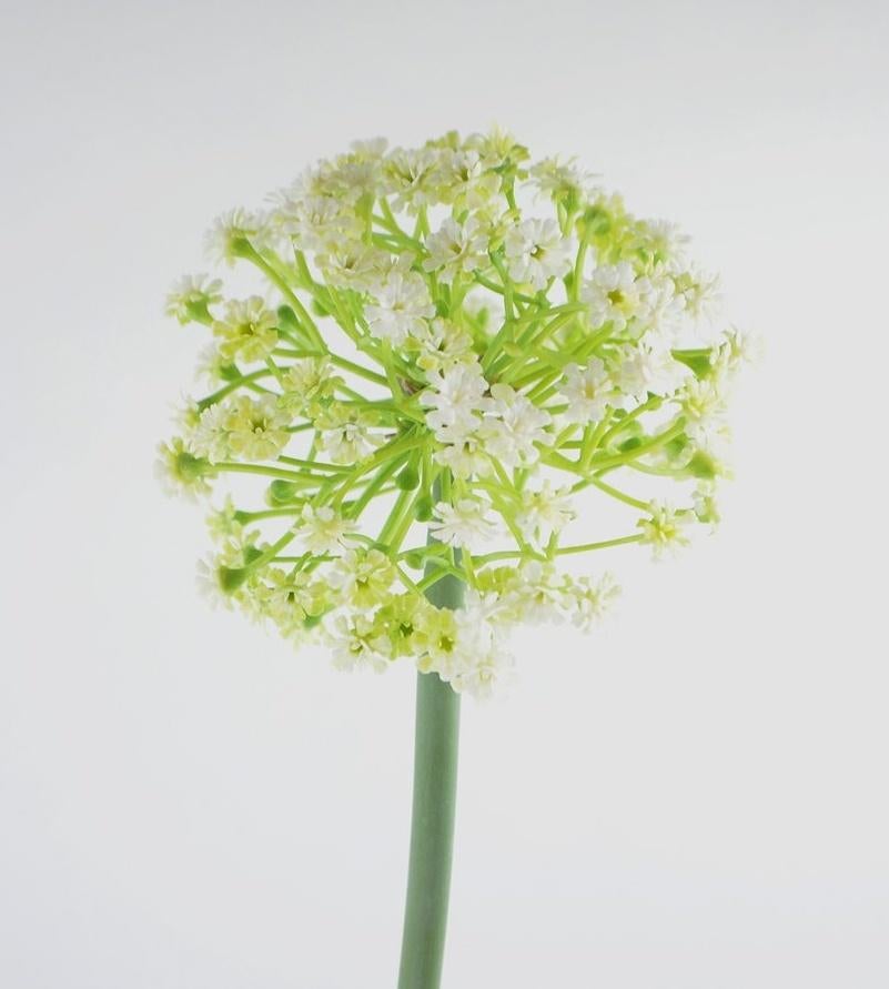 ALLIUM - KUNST - ROZE & WIT, Ophalen of Verzenden, Nieuw