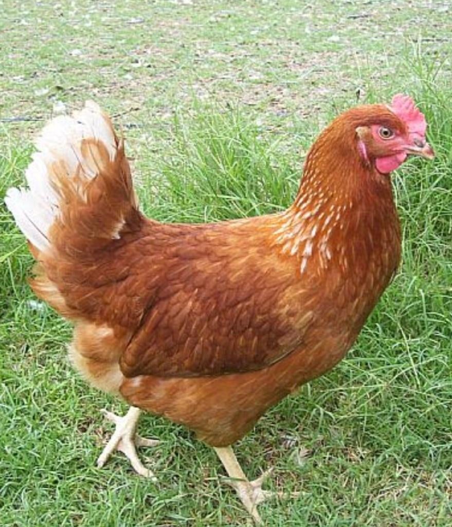 Jonge leghennen, legkippen Isa Brown, Vrouwelijk, Kip