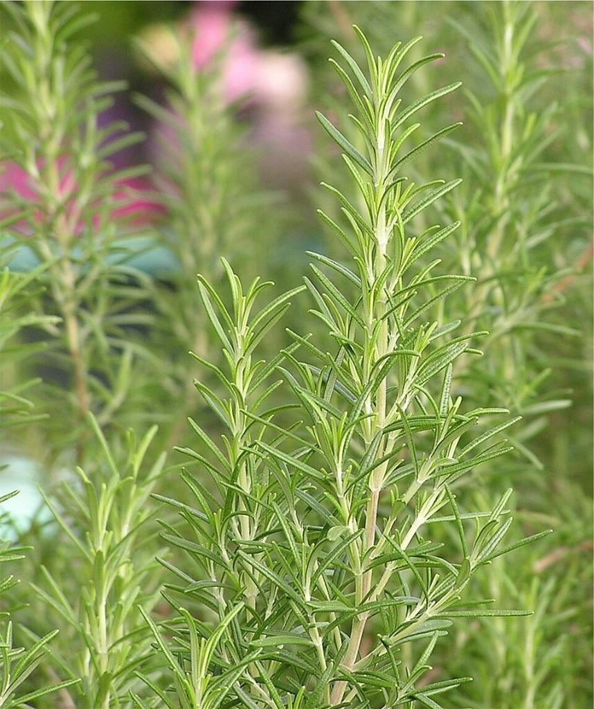 Rozemarijn, Ophalen, Volle zon, Vaste plant, Kruiden