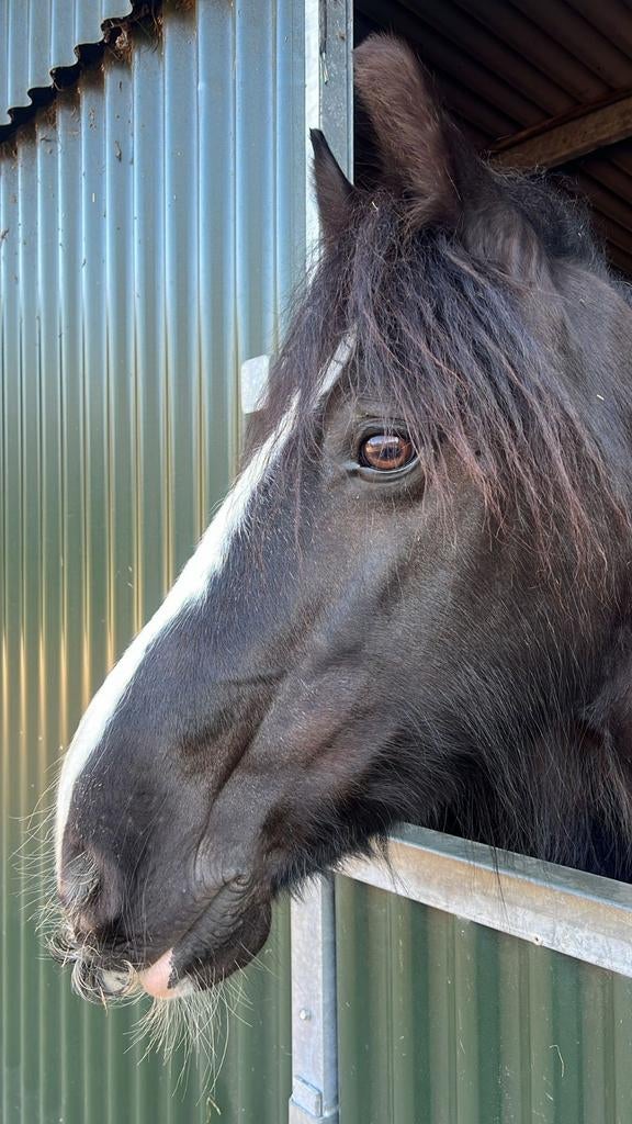 Tijdelijk Weiland gezocht, Dieren en Toebehoren, Stalling en Weidegang