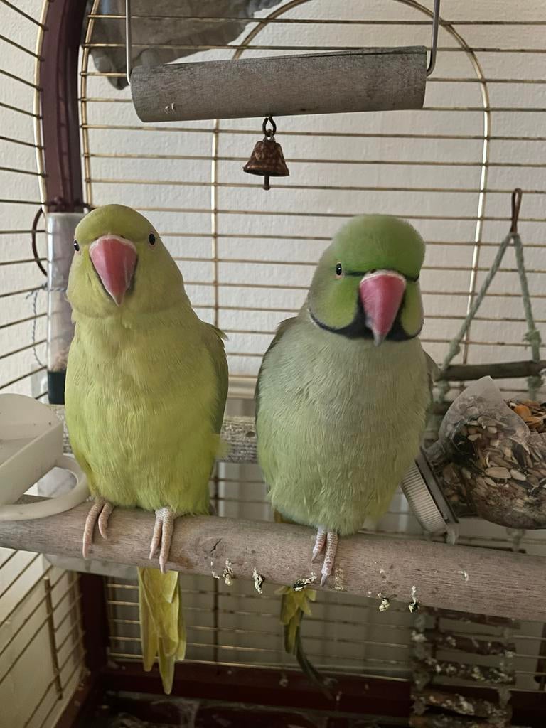 Halsbandparkiet, Meerdere dieren, Parkiet