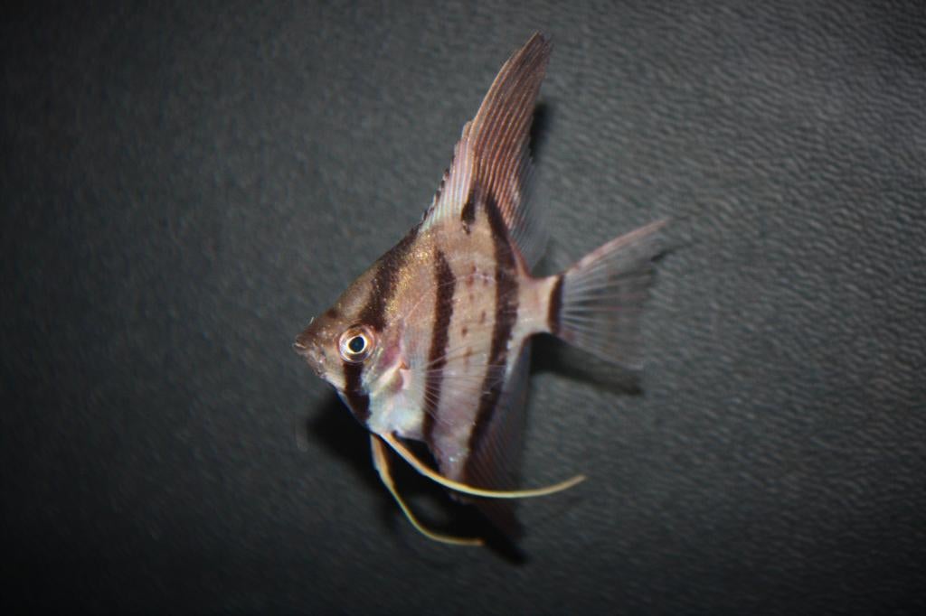 Nieuw binnen!!! maanvis Rio nanay!!!, Dieren en Toebehoren, Vissen | Aquariumvissen, Vis, Zoetwatervis