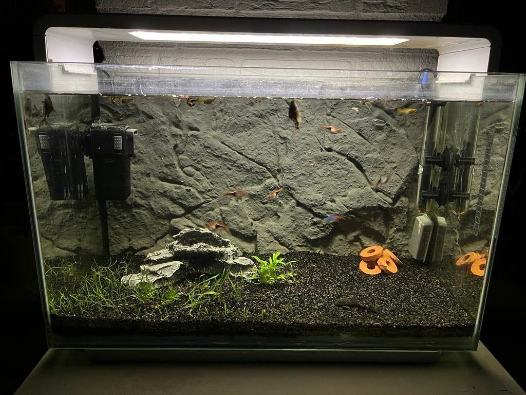 Compleet Superfish 60 aquarium inclusief vissen etc., Dieren en Toebehoren, Vissen | Aquariumvissen, Vis, Zoetwatervis