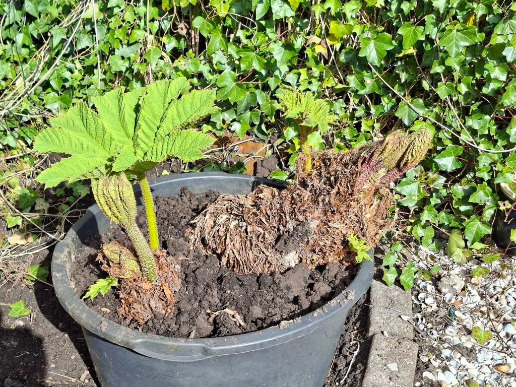 Gunnera Manicata - Reuzenrabarber voor een tropische tuin, Ophalen of Verzenden, Overige soorten, Halfschaduw