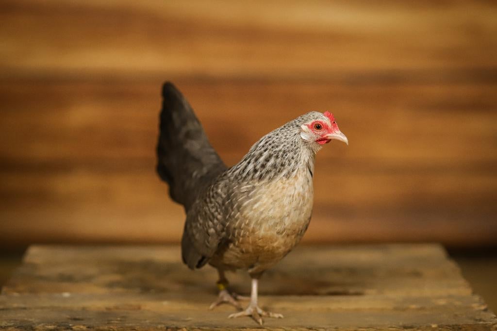 Hollandse krielkippen | Mooie kippen | Veel keuze, Vrouwelijk, Kip