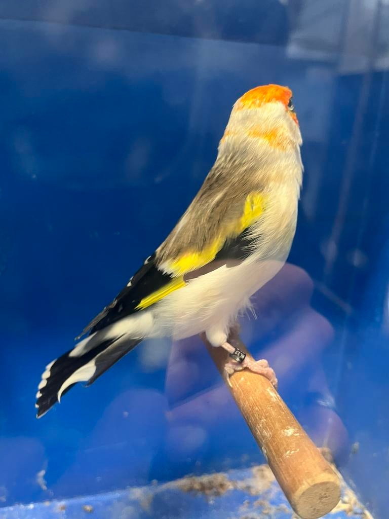 Majoor Putter Witkop Man, Dieren en Toebehoren, Mannelijk, Wildzangvogel, Geringd