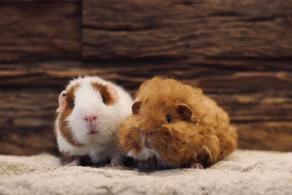 BENNIE & BEER | CAVIA | REX | CH-TEDDY | BEERTJES, Dieren en Toebehoren, Knaagdieren, Cavia, Februari, Mannelijk, Tam