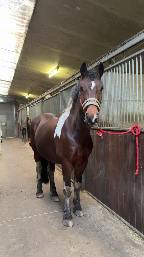 Lease paard aangeboden omgeving breda, Ophalen of Verzenden