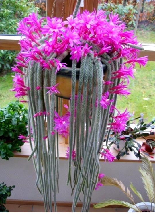 cactus - Aporocactus flagelliformis rattenstaart, Verzenden, Cactus, Volle zon, Minder dan 100 cm