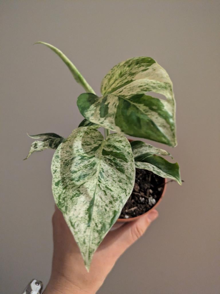 Epipremnum Pinnatum Marble Variegata stek, Huis en Inrichting, Kamerplanten, Ophalen of Verzenden, Halfschaduw, Minder dan 100 cm