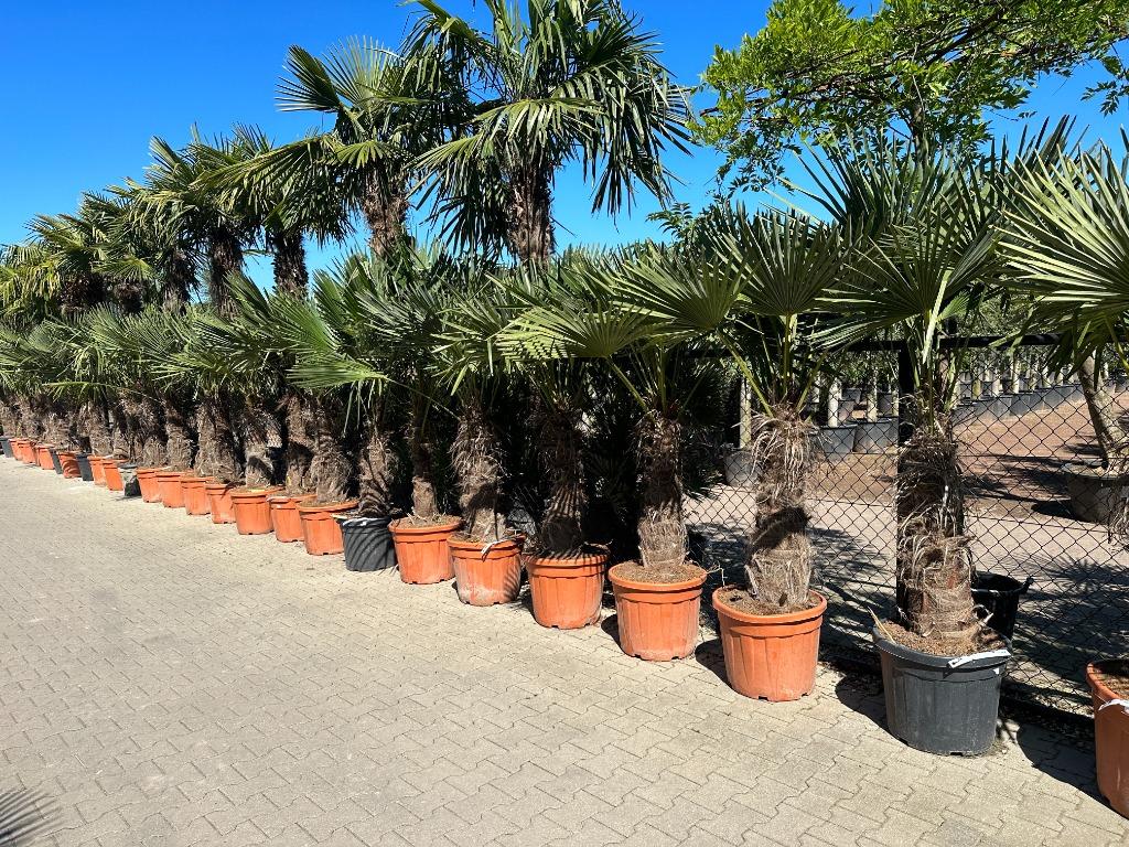 Trachycarpus fortunei palmbomen met 80 cm stamhoogte te koop, In pot, Halfschaduw, Ophalen of Verzenden, Lente