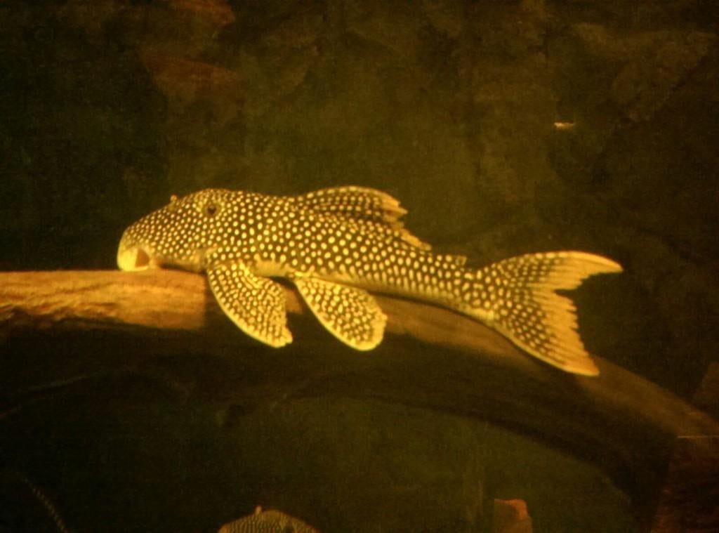 L-Nummers: L014 Scobinancistrus aureatus, Dieren en Toebehoren, Vissen | Aquariumvissen, Zoetwatervis, Vis, Schoolvis