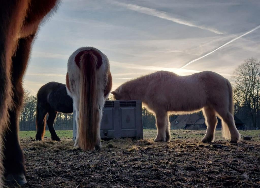 Aangeboden weidegang voor jonge/oudere IJslander, Dieren en Toebehoren, Weidegang