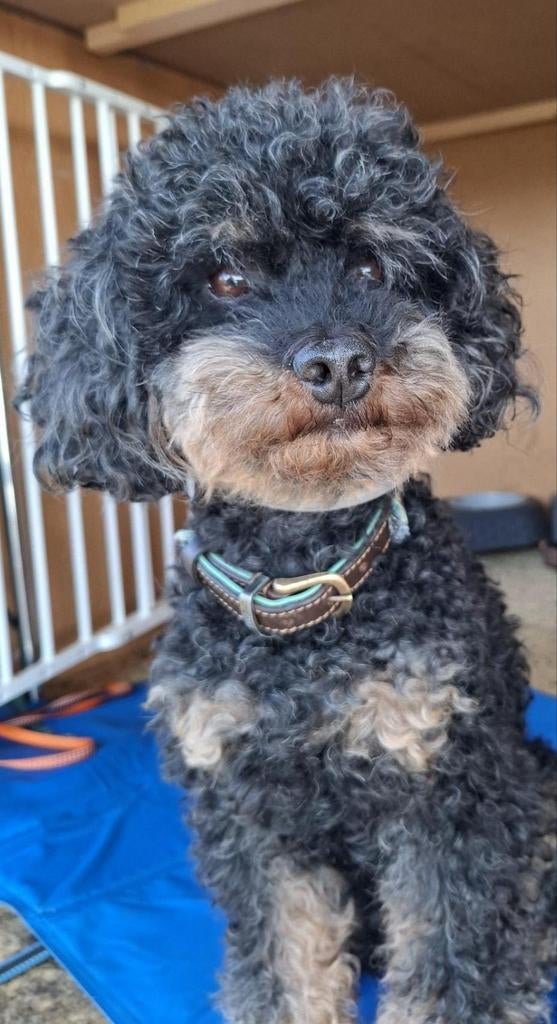 Poedel Dekreu Dwerg Black and Tan, Dieren en Toebehoren, Fokker | Hobbymatig, Reu, Buitenland, Parvo