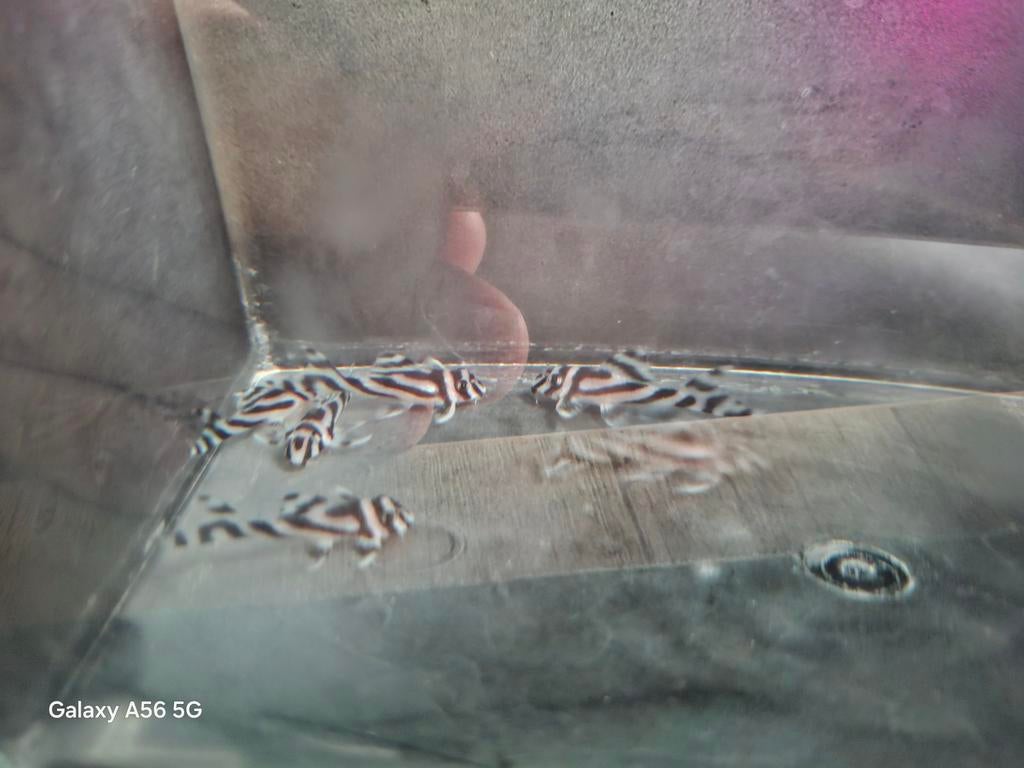 L046 Zebra., Vis, Zoetwatervis