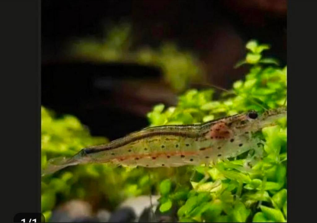 Mini Japonica / Caridina multidentata, Kreeft, Krab of Garnaal