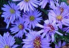 Aster dumosus "Lady in Blue" (Herfstaster), Overige soorten, Volle zon, Vaste plant, Ophalen of Verzenden