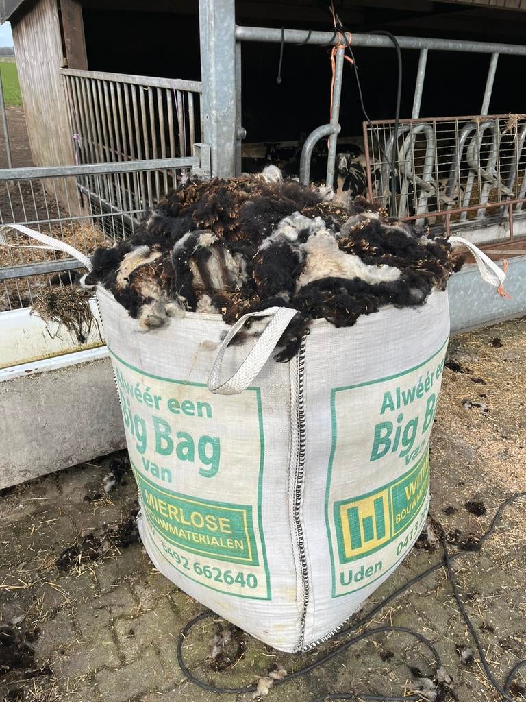 Bigbag schapenwol, Meerdere dieren, Schaap