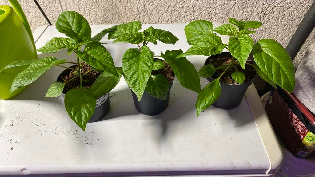 Caroline reaper en madame jeanette  peperplanten, Tuin en Terras, Planten | Tuinplanten, Ophalen, Eenjarig, Volle zon