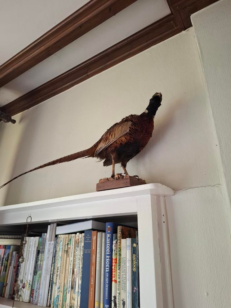Opgezette fazant, taxidermie, Verzamelen, Ophalen, Zo goed als nieuw