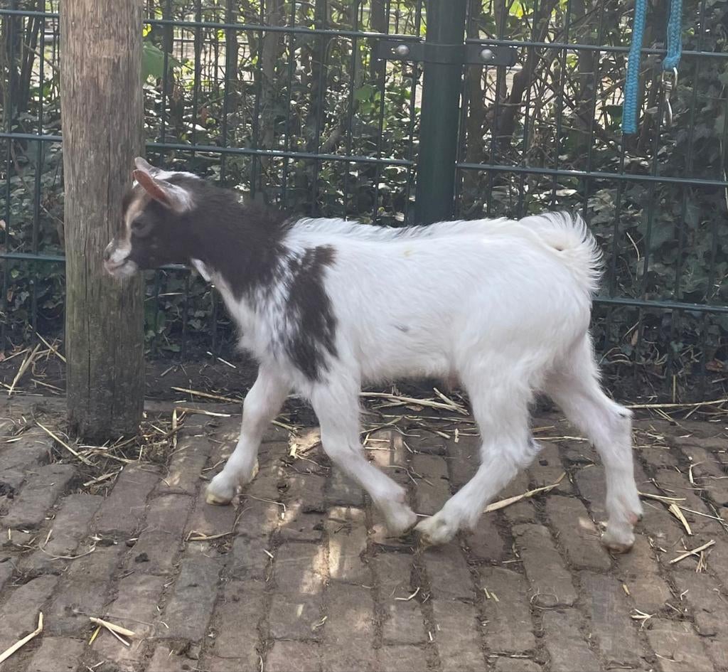 Dwerggeit bokje cae cl vrij, Dieren en Toebehoren, Mannelijk, Geit, 0 tot 2 jaar