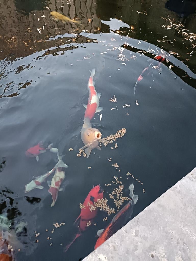 Koi en steur te koop, Karper of Koi