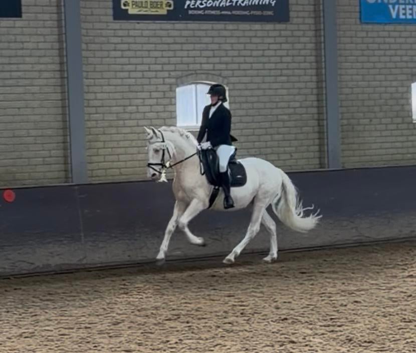L1 dressuurruin (Cremello Cruzado) werkwillig, met potentie, Dieren en Toebehoren, Paarden, Gechipt, Minder dan 160 cm, Ruin, Dressuurpaard
