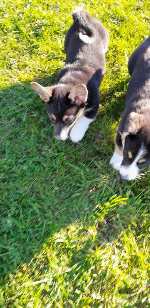 Welsh corgi cardigan pups, Dieren en Toebehoren, Honden | Herdershonden en Veedrijvers, Parvo, Overige rassen, 8 tot 15 weken