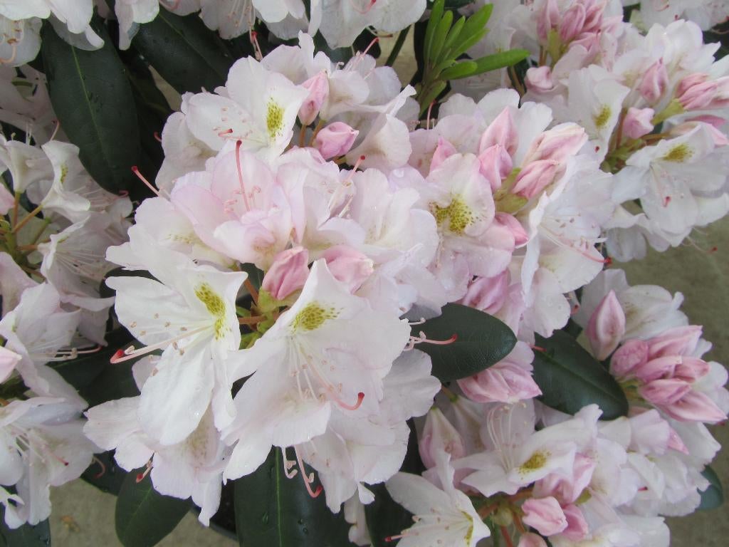 Rhododendron meerdere kleuren Azalea €6,50, Ophalen, Overige soorten, Halfschaduw