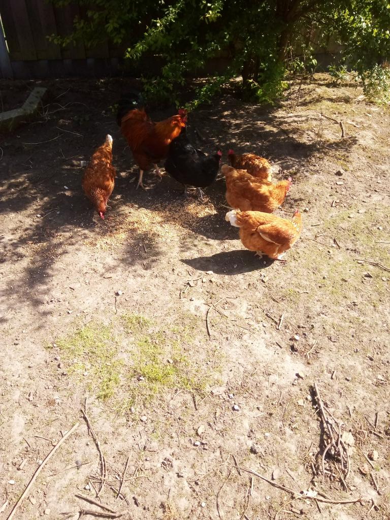 Pluimvee, Mannelijk, Kip