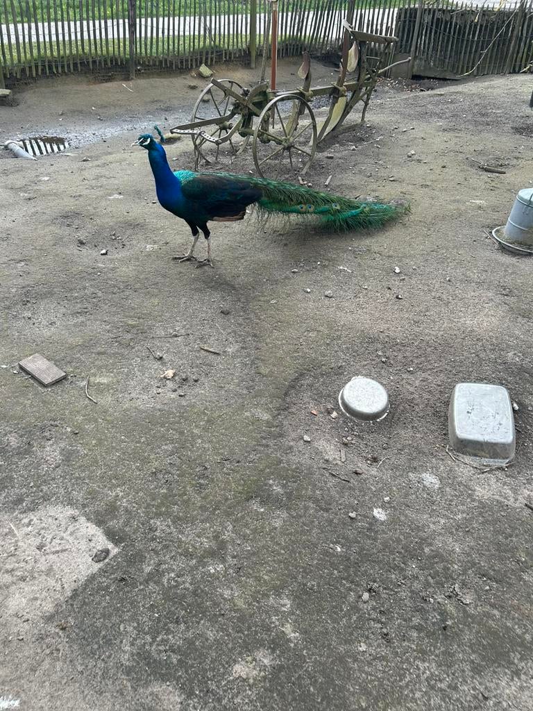 Pauw haan, Mannelijk, Overige soorten