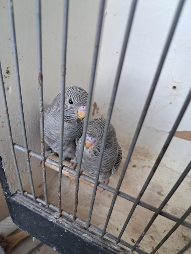 Blackface en Blackface split grasparkieten, Meerdere dieren, Geringd