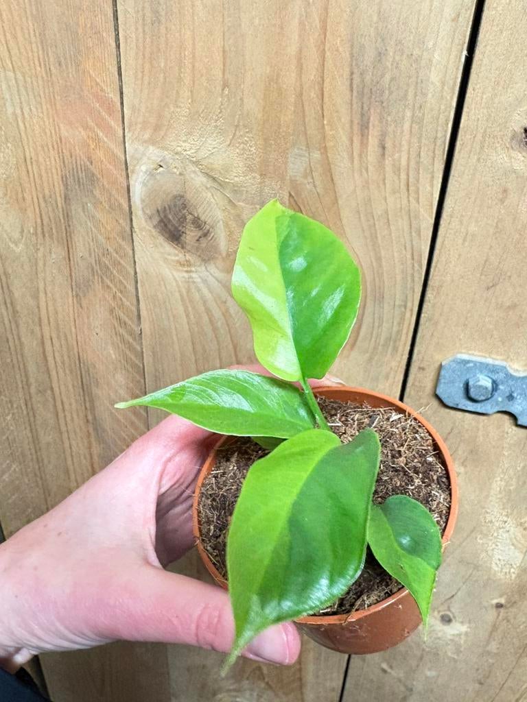 Rhapidophora tetrasperma monstera minima variegata aurea, Huis en Inrichting, Kamerplanten, Ophalen of Verzenden, Halfschaduw