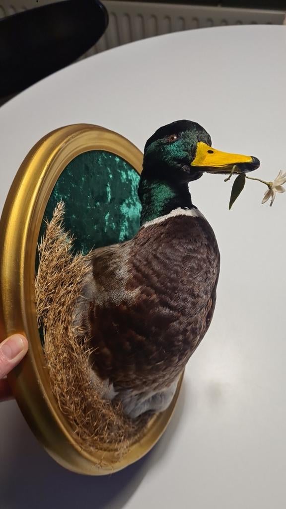 Opgezette woerd, wilde eend, taxidermy, Ophalen of Verzenden, Vogel, Opgezet dier