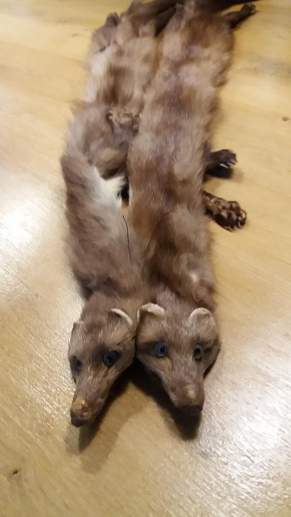 bontstola, Ophalen of Verzenden, Gedragen, Maat 46/48 (XL) of groter, Sjaal