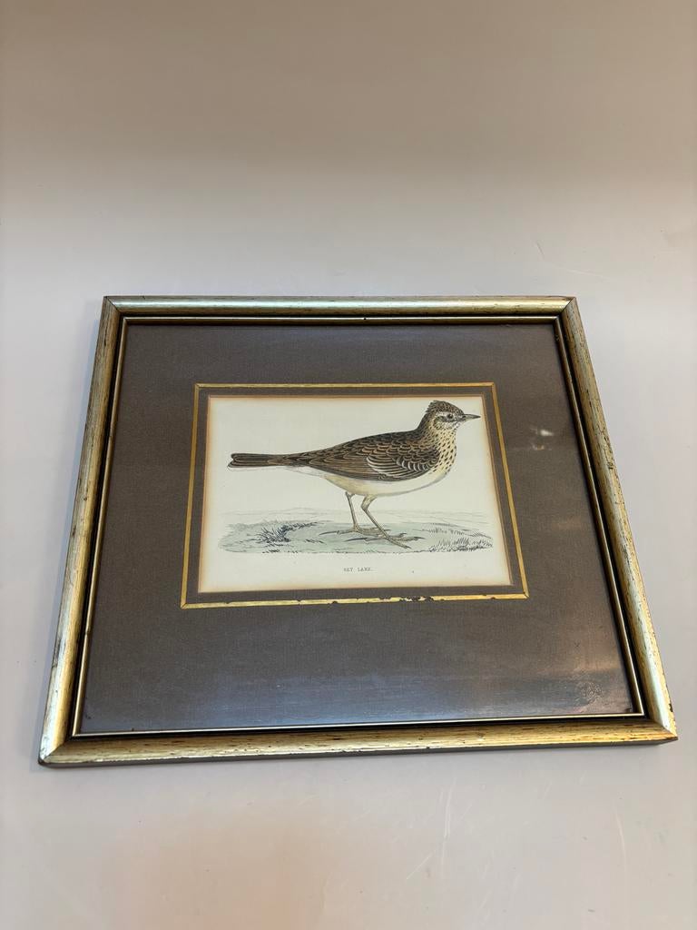 Ingelijste Sky Lark vogelprint, Ophalen of Verzenden