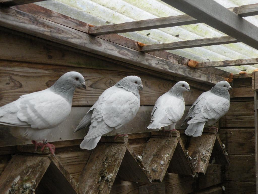 ned kleur post duiven, Dieren en Toebehoren, Vogels | Duiven, Meerdere dieren, Postduif