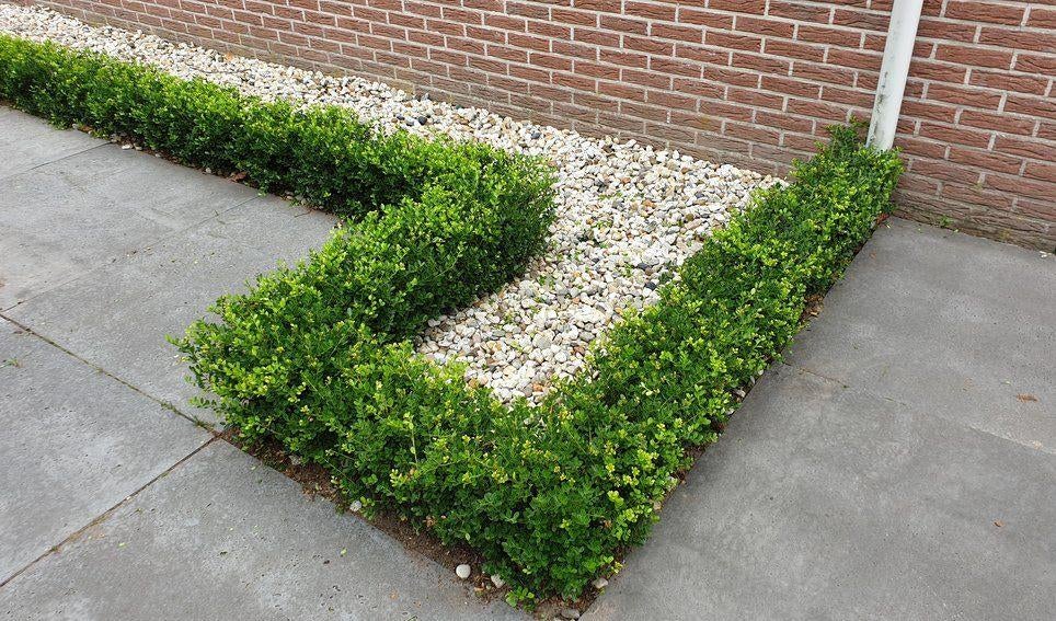 Ilex crenata 'Green Hedge' Buxusvervanger, Ophalen, Hulst, Haag, Minder dan 100 cm