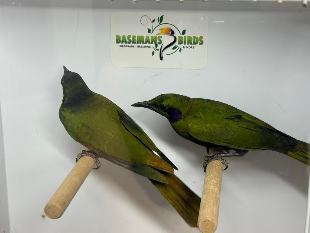 Emerald glansspreeuwen - Lamprotornis iris, Dieren en Toebehoren, Meerdere dieren, Geringd