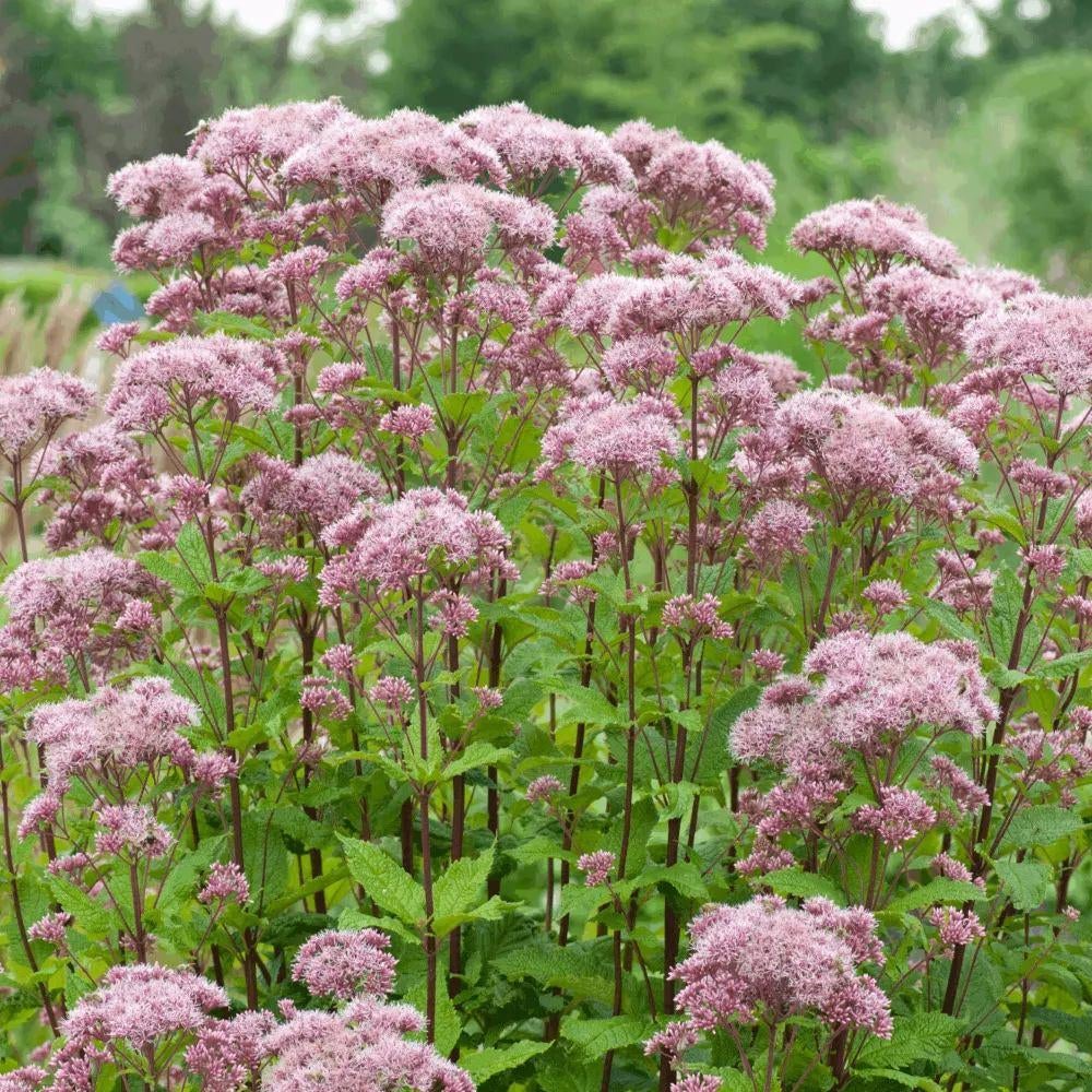 Koninginnekruid of leverkruid, Tuin en Terras, Vaste plant, Halfschaduw, Zomer, Ophalen