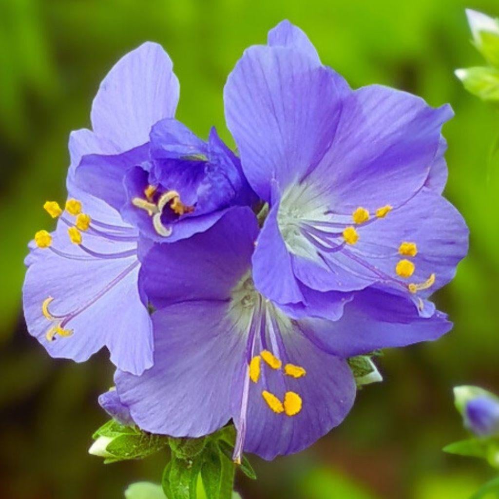 Jakobsladder | Bio zaden | zelf gewonnen | plukbloem | 69, Ophalen of Verzenden, Voorjaar, Volle zon, Zaad