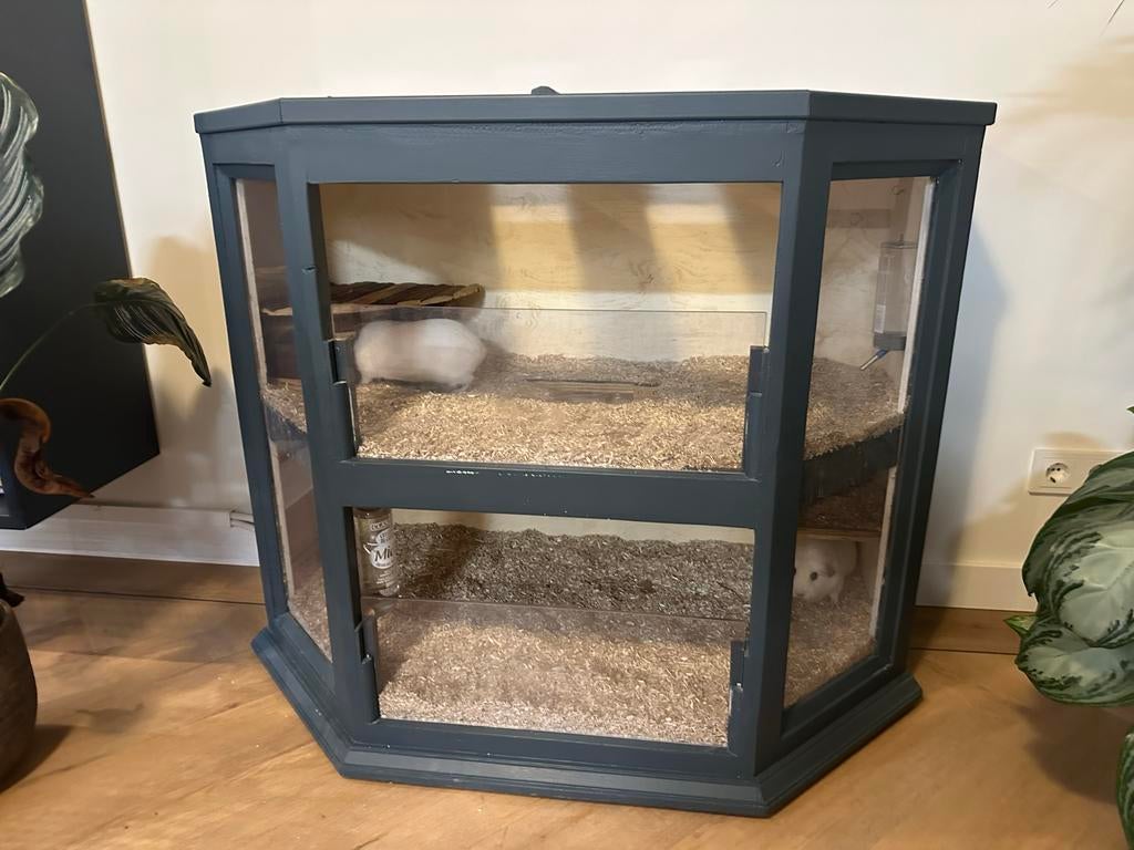 Twee gladharige witte cavia’s met handgemaakt hok, Ophalen, 60 tot 90 cm, Hok, Cavia