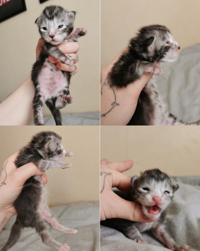 Maine Coon kittens, Meerdere dieren, Met stamboom