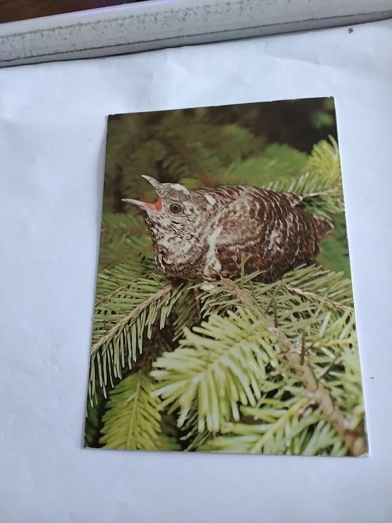 KOEKOEK. 1987, Ophalen of Verzenden, 1980 tot heden, Natuur