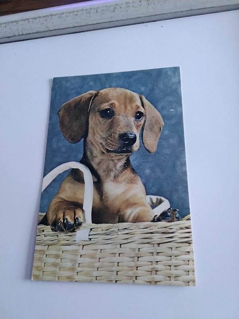 "ACHTUNG"  TECKEL PUP. IN MAND, Ophalen of Verzenden, Minder dan 50 cm, Schilderij, Minder dan 50 cm